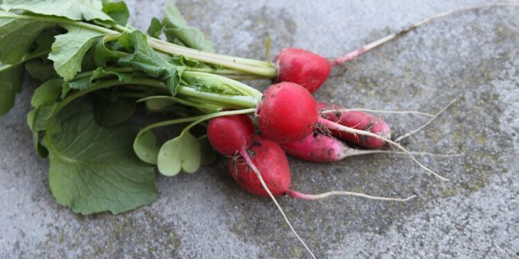 growing radishes