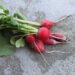 growing radishes
