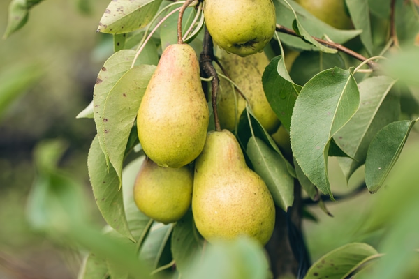 Pear Trees (Pyrus)