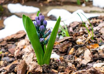 Mastering Mulching: Elevating Your Home Garden