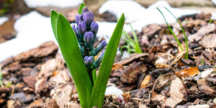 Mastering Mulching: Elevating Your Home Garden