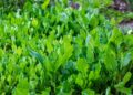 Growing Spinach in Your Garden