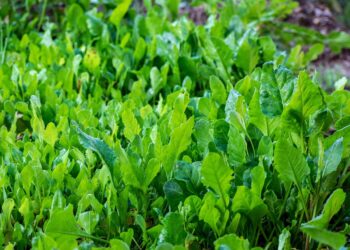 Growing Spinach in Your Garden