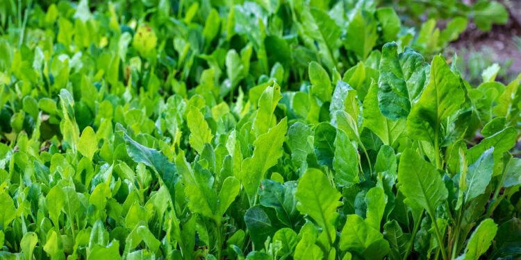 Growing Spinach in Your Garden