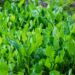 Growing Spinach in Your Garden