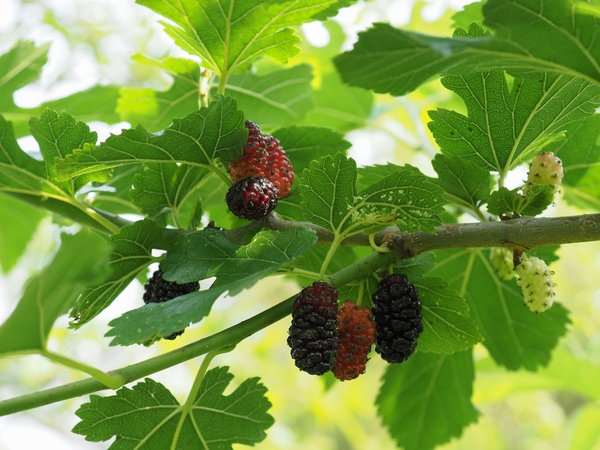 White mulberry tree