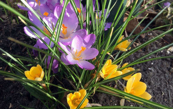 Crocus chrysanthus
