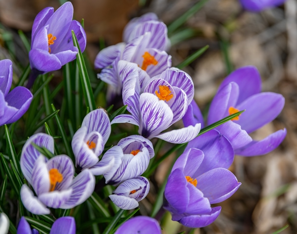 Crocus sativus