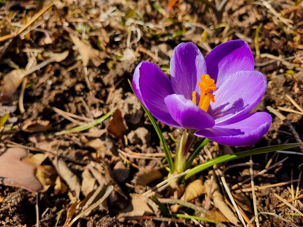 Crocus vernus