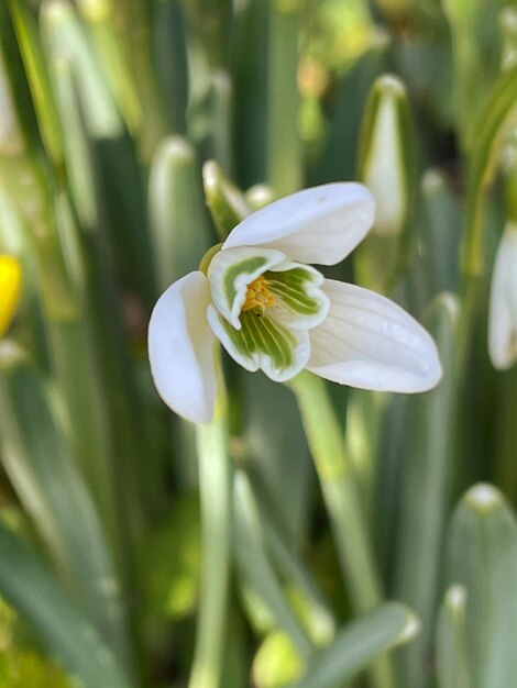 Galanthus elwesii