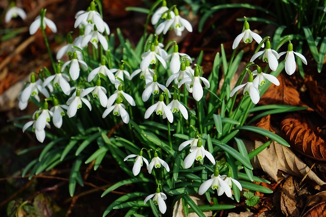Galanthus nivalis