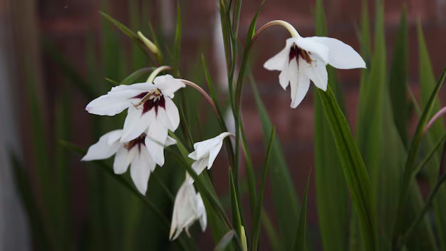 Galanthus plicatus – The Pleated Snowdrop