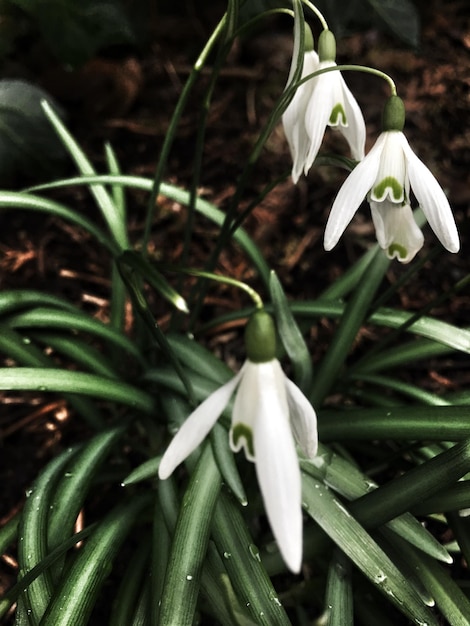 Galanthus reginae-olgae