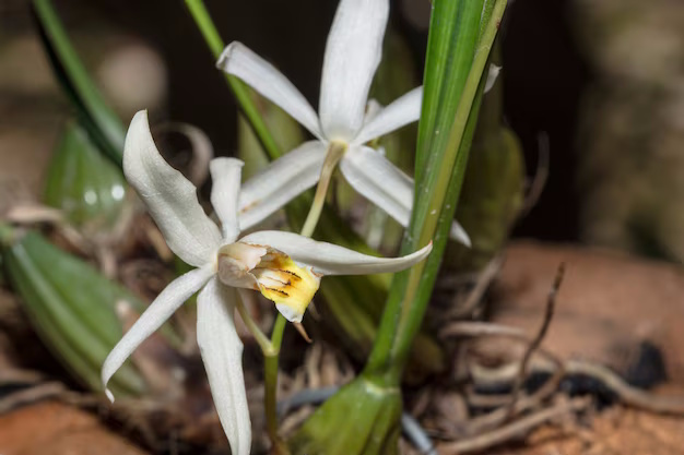 Galanthus woronowii