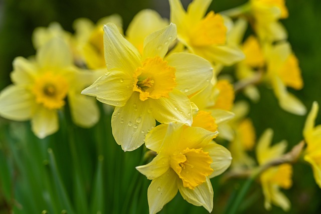 Narcissus cyclamineus