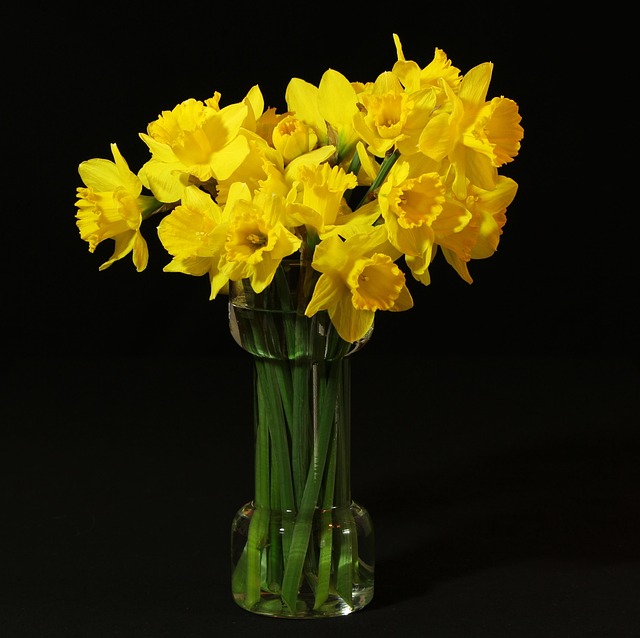 Narcissus Jonquilla