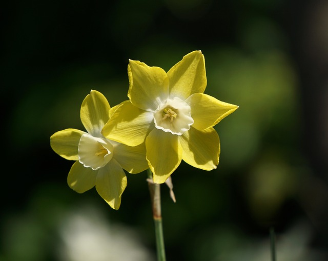 Narcissus pseudonarcissus