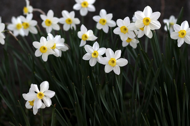 tazetta daffodils