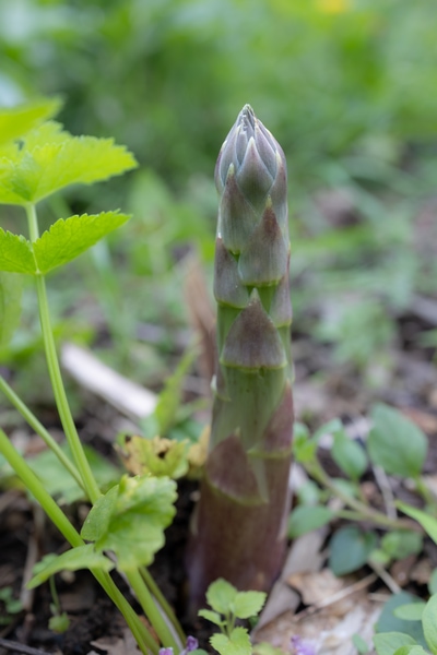 asparagus plant