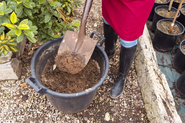 organic mulch