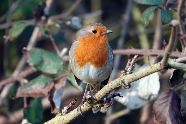 christmas wildlife gift ideas