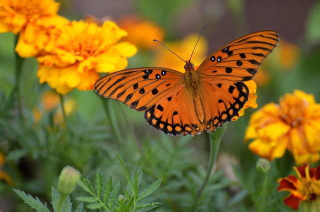  Gulf Fritillaries