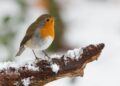 gardening jobs for December