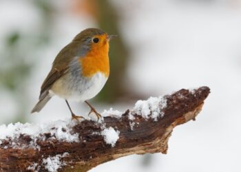 gardening jobs for December