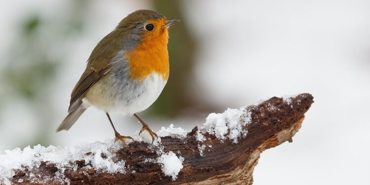 gardening jobs for December