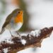 gardening jobs for December