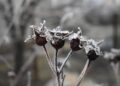 gardening jobs for january