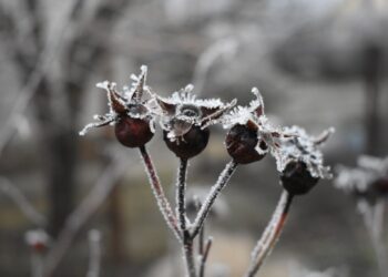gardening jobs for january