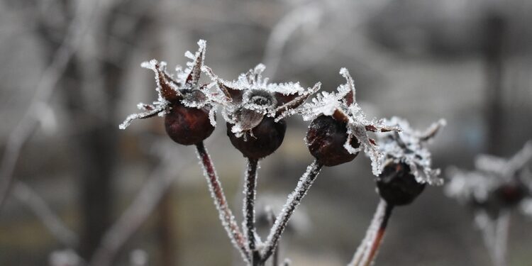 gardening jobs for january