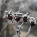 gardening jobs for january