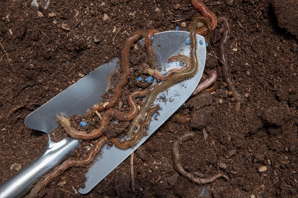 improve your soil in January