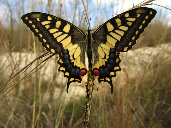 maltese swallowtail