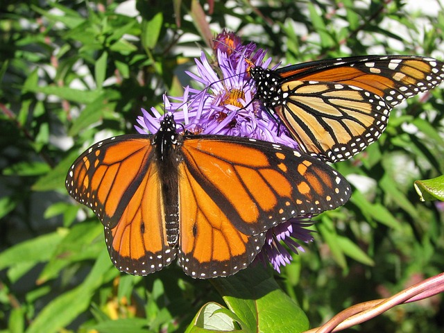 monarch butterfly