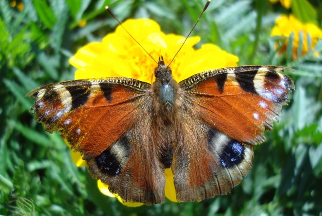 painted lady butterfly