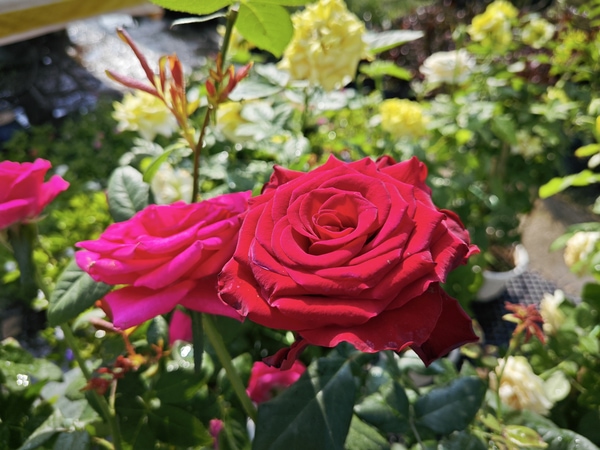 prune roses in January