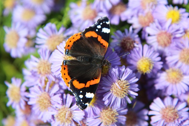 red admiral butterfly