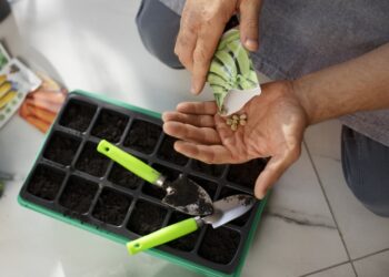gardening jobs for february - plant seeds inside