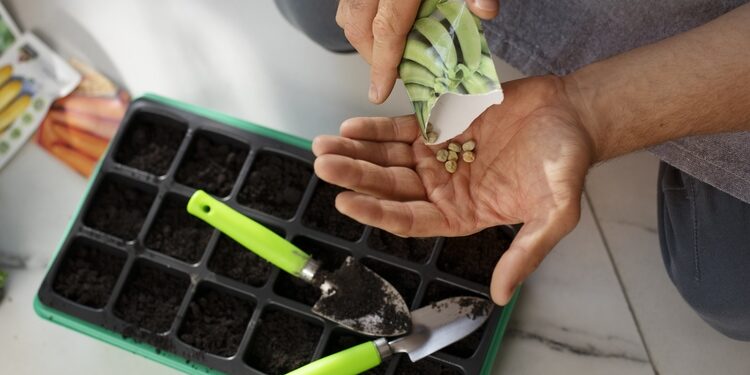 gardening jobs for february - plant seeds inside