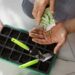 gardening jobs for february - plant seeds inside