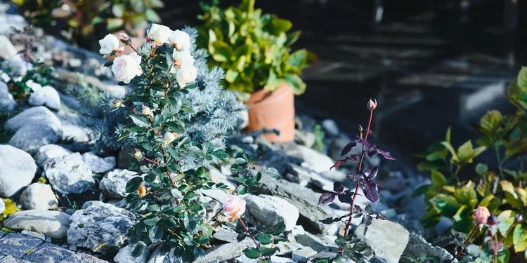 gravel garden design
