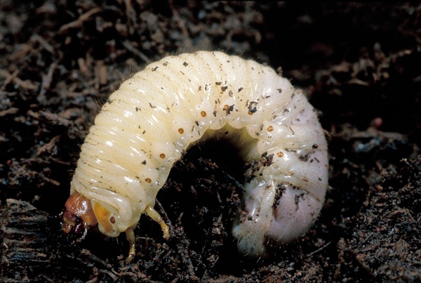 Watch for Pests (Like Grubs)