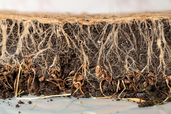 Soil Health: The Base of a Strong Lawn