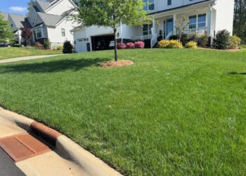 Complete Lawn Care Routine for a Healthy & Pest-Free Lawn