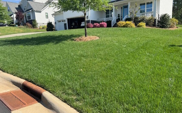 Complete Lawn Care Routine for a Healthy & Pest-Free Lawn