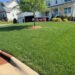 Complete Lawn Care Routine for a Healthy & Pest-Free Lawn