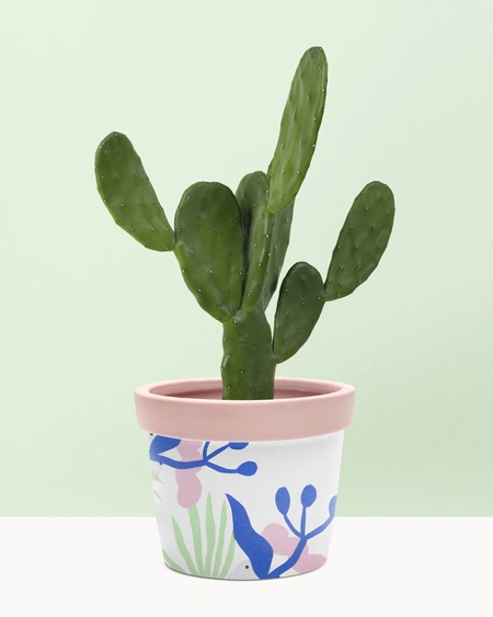 Bunny Ear Cactus